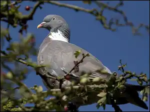 Grzywacz, Gołąb