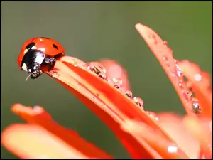 Biedronka, Pomarańczowe, Płatki, Kwiatu