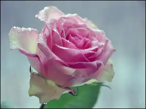 Rosy, Różowa, Róża, Krople