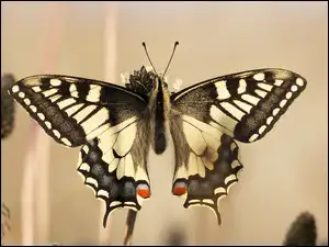 Motyl, Kropki, Czarny, Biało, Czerwone
