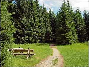 Lato, Ławka, Ścieżka, Las