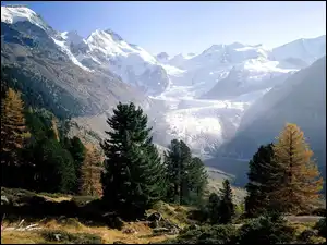 Ośnieżone, Drzewa, Szwajcaria, Engadine, Góry