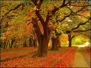Drzewa, Park, Kolorowe, Ścieżka, Jesień, Liście