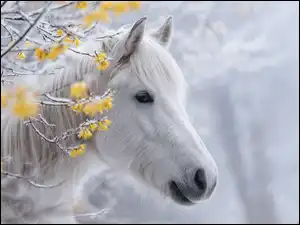 Portret białego konia obok ośnieżonych gałącek żółtej forsycji