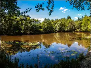Wodorosty, Rzeka, Drzewa, Brzeg