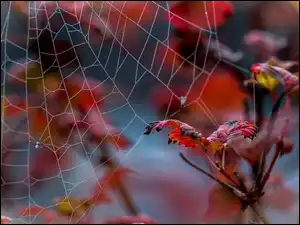 Makro, Pajęczyna, Roślina, Liście