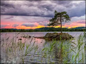 Drzewo na skale i szuwary w jeziorze pod chmurami