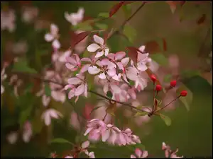 Gałązki, Drzewo owocowe, Kwiaty, Różowe, Zbliżenie