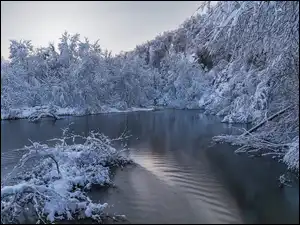 Ośnieżone, Drzewa, Rzeka, Zima, Gałęzie