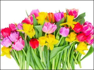 Tulipany, Żonkile