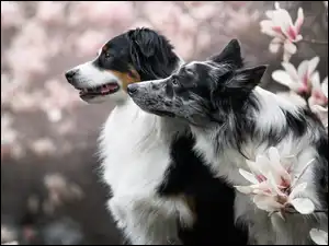 Dwa owczarki australijskie wśród kwiatów magnolii