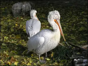 Liście, Pelikany, Woda