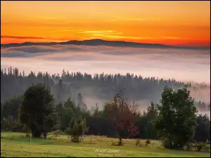 Lasy, Mgła, Poronim, Niebo, Tatry, Małopolskie, Drzewa, Góry, Zachód słońca, Podhale, Polska