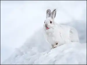 Śnieg, Biały, Zając, Język