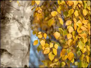 Jesień, Żółte, Liście, Brzozy