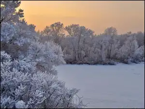 Ośnieżone, Drzewa, Śnieg, Zima, Gałęzie