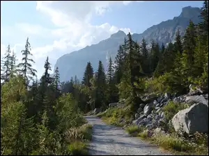 Droga, Drzewa, Las, Góry, Kamienie