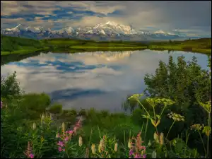 Stany Zjednoczone, Góry, Kordyliery, Park Narodowy Denali, Staw, Góry, Krzewy, Reflection Pond, Rośliny, Alaska