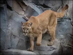 Skały, Puma