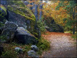 Las, Jesień, Liście, Skały, Drzewa, Kamienie