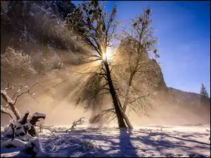 Stany Zjednoczone, Śnieg, Kalifornia, Słońce, Park Narodowy Yosemite, Góry, Drzewo, Zima, Przebijające światło