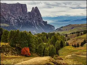 Dolomity, Drzewa, Góry, Włochy, Góra Schlern