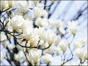 Gałązki, Kwiaty, Magnolie, Białe