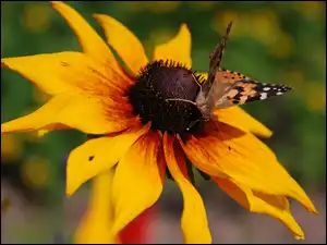 Motyl, Osetnik, Dwubarwna, Rudbekia, Rusałka