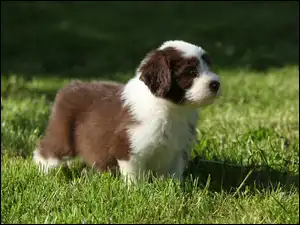 Szczeniak Border collie w trawie