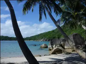 Głazy, Jezioro, Plaża, Palmy