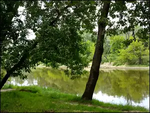 Drzewa, Rzeka