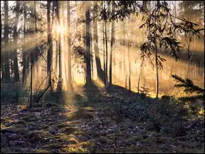 Słońce, Trawa, Przebijające światło, Las, Drzewa