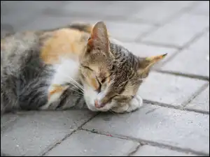 Kot