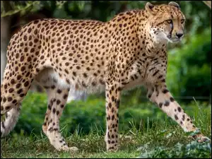 Gepard spaceruje po zielonej trawie