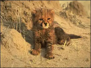 Gepard, Mały