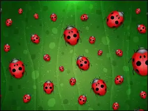 Tło, Biedronki, Zielone