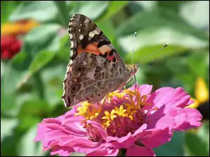 Osetnik, Cynia, Rusałka, Motyl, Kwiat