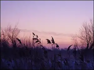 Drzewa, Wschód Słońca, Trzcina, Niebo