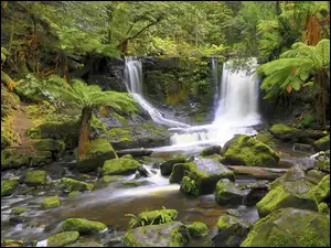 Omszałe, Paprocie, Park Narodowy Mount Field, Las, Horseshoe Falls, Stan Tasmania, Kamienie, Wodospad, Rzeka, Skała, Australia
