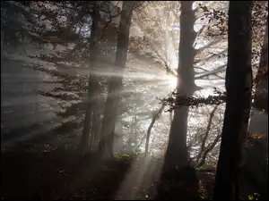 Gałęzie, Przebijające światło, Drzewa, Las, Liście