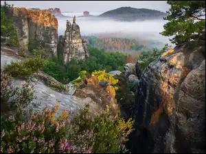 Drzewa, Niemcy, Góry Połabskie, Wrzosy, Park Narodowy Saskiej Szwajcarii, Lasy, Mgła, Skały