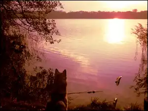 Słońca, Szuwary, Zachód, Jezioro, Pies
