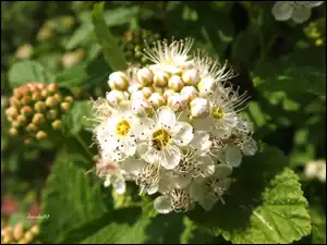 Białe, Makro, Japońska, Tawuła, Kwiaty