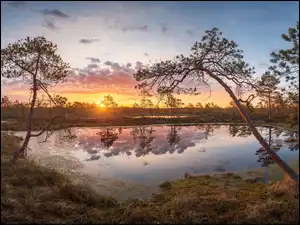 Rezerwat przyrody, Pohja-Korvemaa, Wschód słońca, Estonia, Drzewa, Torfowisko, Bagno