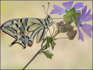 Kwiat, Zbliżenie, Paź królowej, Motyl, Ślaz zaniedbany