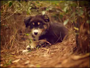 Owczarek australijski-australian shepherd, Piesek, Zarośla, Szczeniak