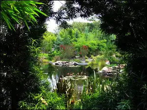 Rośliny, Park, Staw