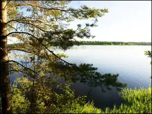 Jezioro, Las, Drzewo, Wschód Słońca