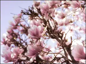 Magnolia, Kwiaty, Gałęzie, Kwiaty, Różowe