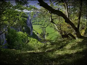 Droga skalista z drzewami